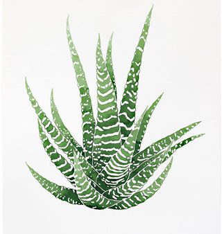 Zebra Haworthia Print Hot on Sale