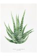 Zebra Haworthia Print Hot on Sale