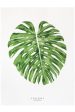 Monstera Print Online now