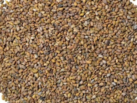 Alfalfa Seed Supply