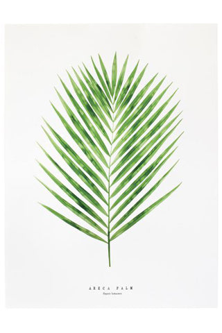 Areca Palm Print Sale