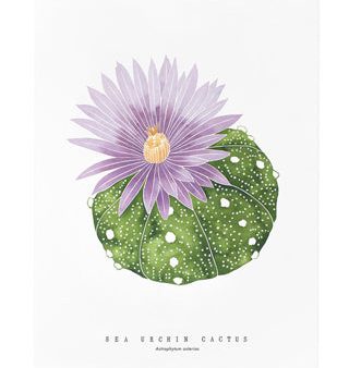 Sea Urchin Cactus Print Online