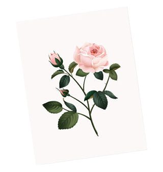 Rose Scented Card Supply