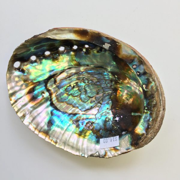 Abalone shell Sale