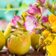 PEAR & FREESIA Online