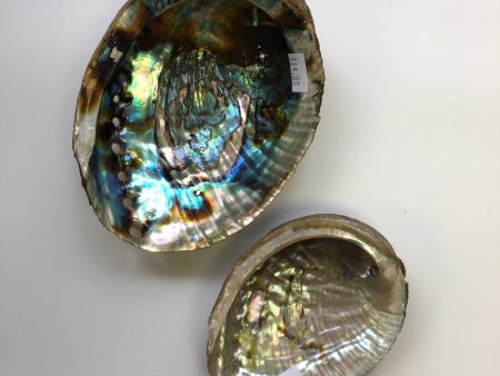 Abalone shell Sale