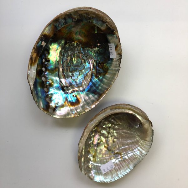 Abalone shell Sale