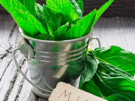 WILD MINT ( MENTHA ARVENSIS ) Discount