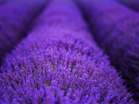 AMAZING LAVENDER For Sale